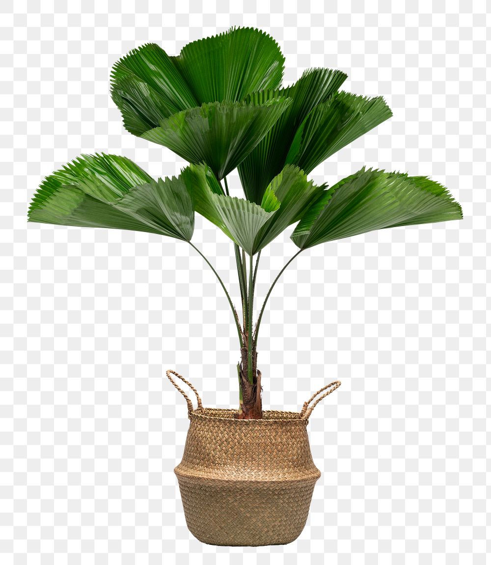 Ruffled leaf palm mockup png in a rattan basket
