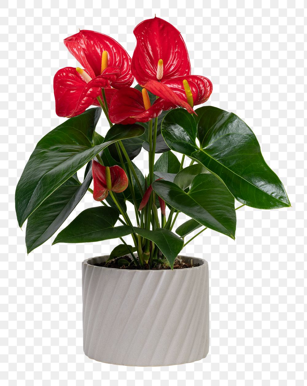 Red anthurium plant png mockup in a gray pot