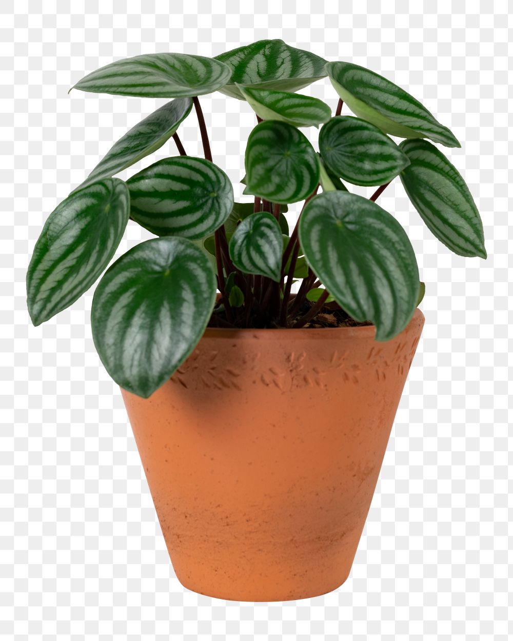 Houseplant png mockup in a terracotta pot faux watermelon peperomia