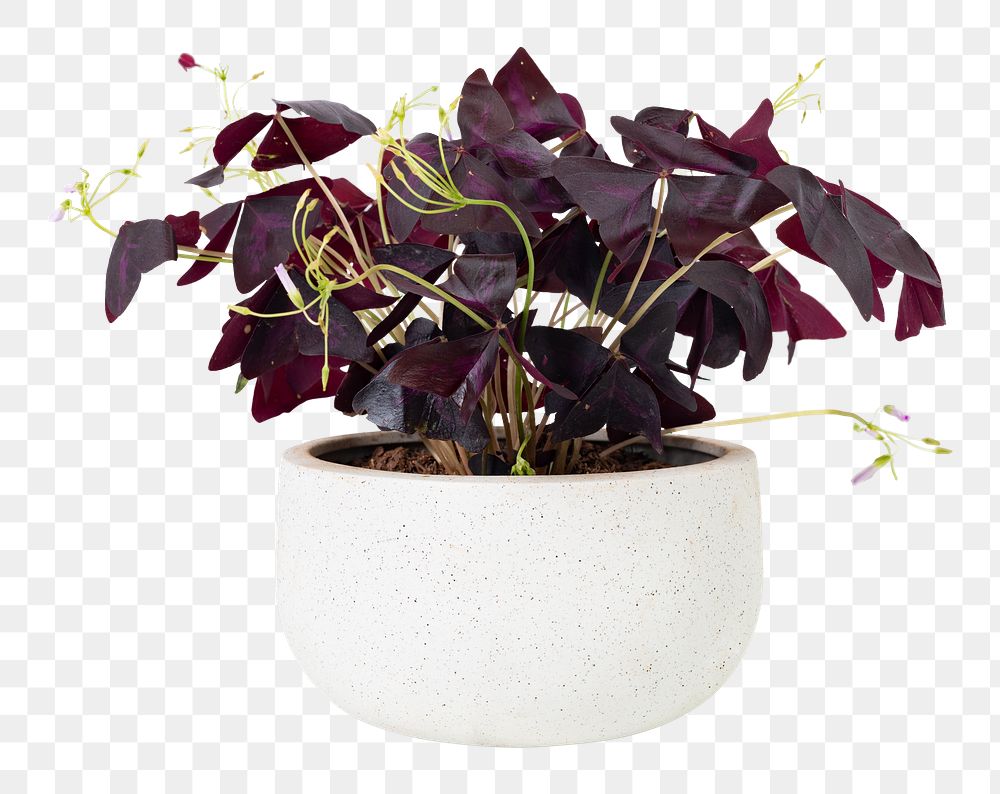 Butterfly plant png mockup in a white pot
