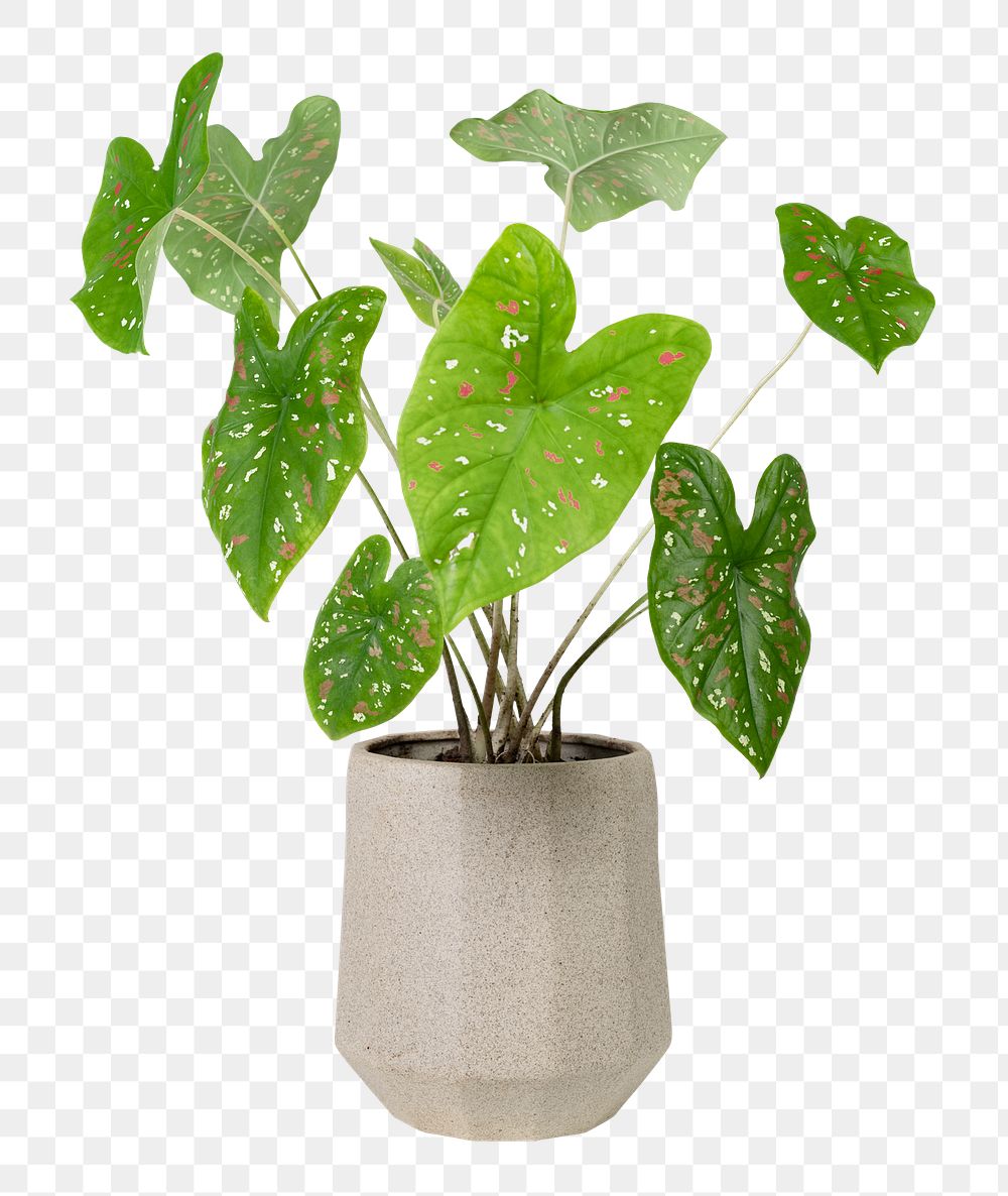 Caladium bicolor png potted plant, transparent background