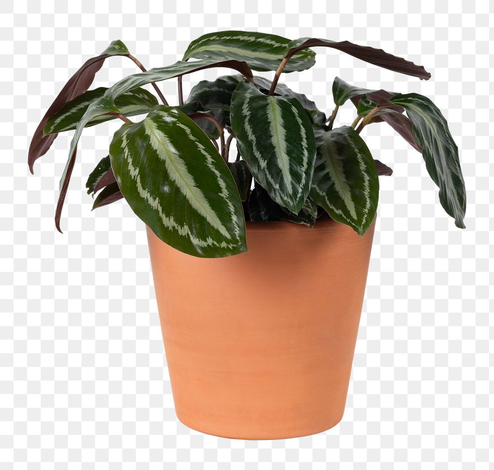 Houseplant png mockup in a terracotta pot faux watermelon peperomia