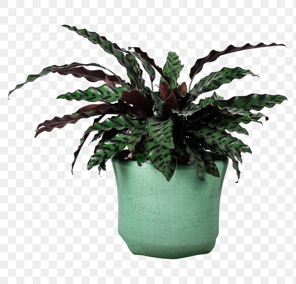 Calathea plant png mockup in a pot