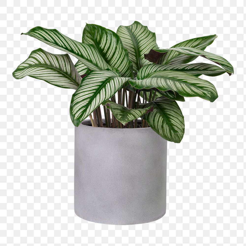 Calathea plant png mockup in a gray pot