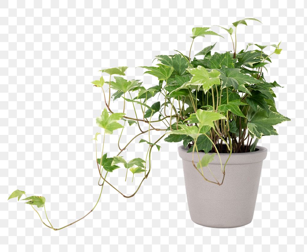 English ivy plant png mockup in a gray pot