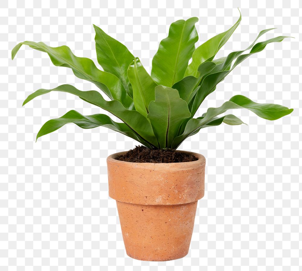 Birds nest fern plant png mockup in a terracotta pot home decor object