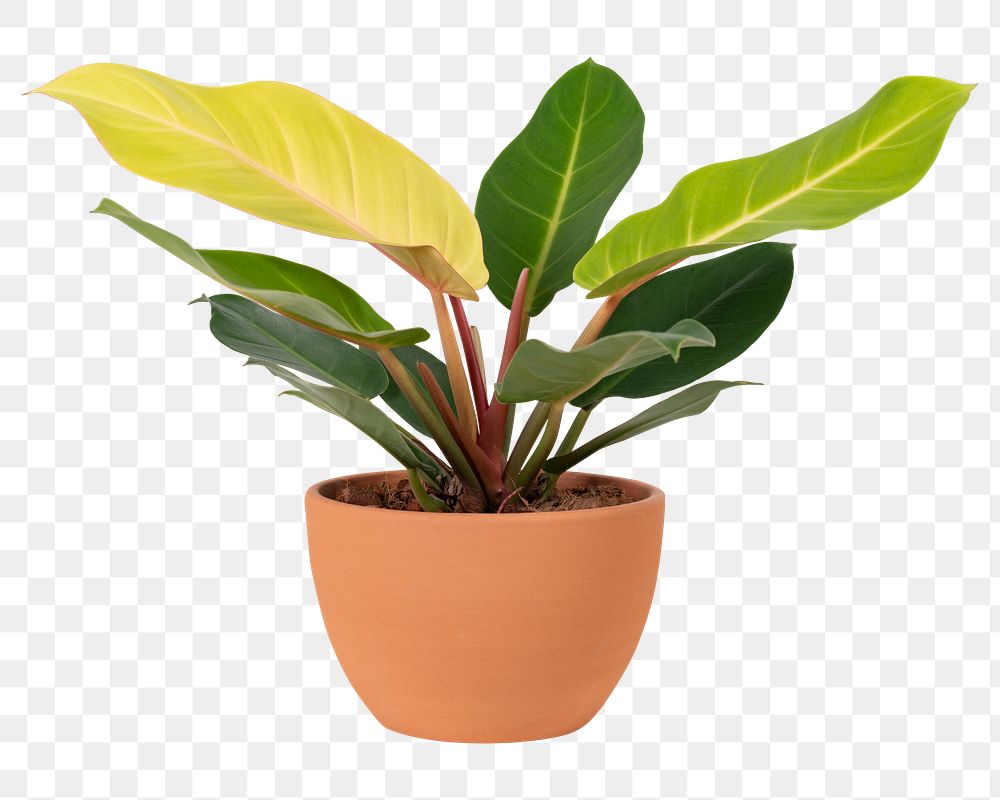 Camille plant png mockup in a terracotta pot home decor object