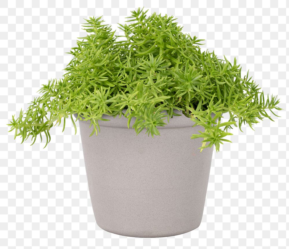 Sedum Lineare plant png mockup in gray pot