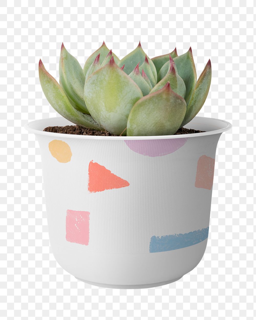 Succulent plant png mockup in a cute pot