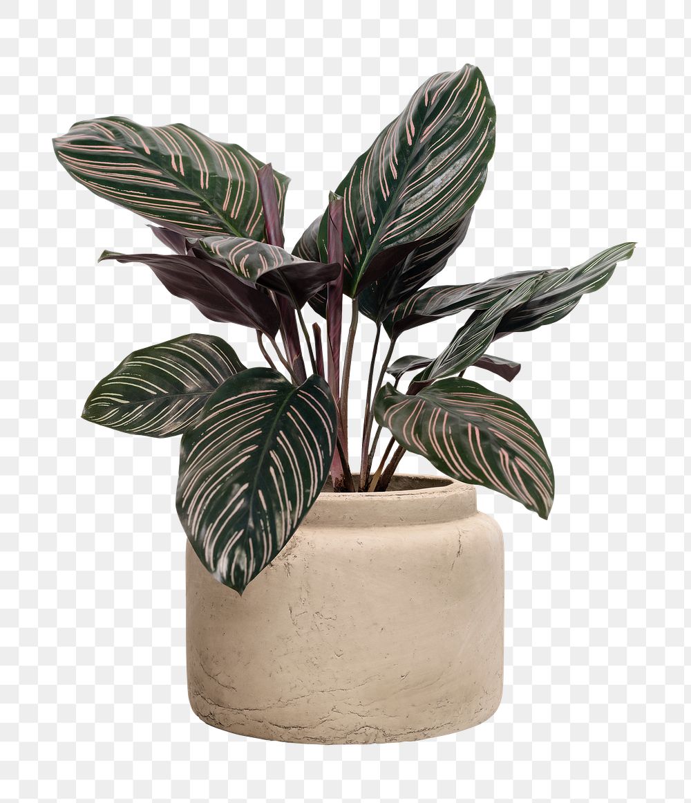 Calathea plant png mockup in a pot