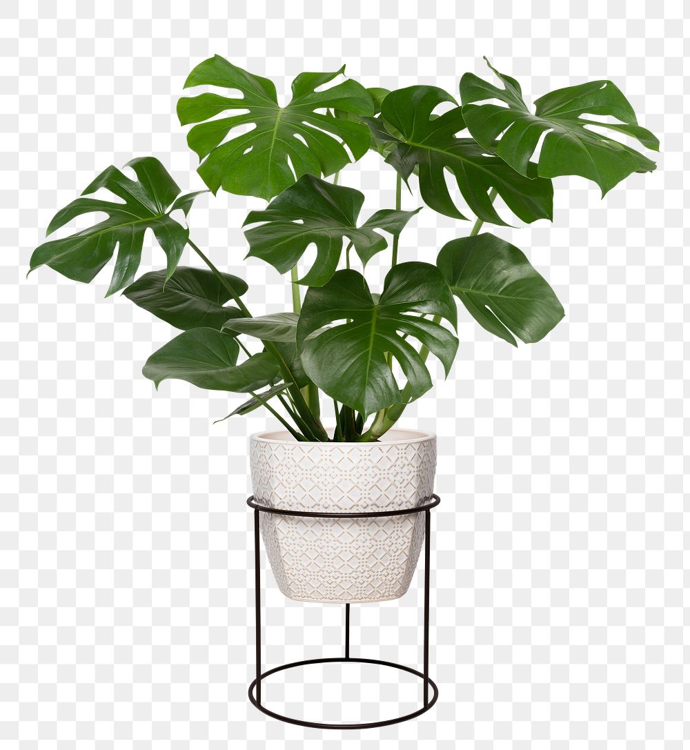 Monstera deliciosa plant png mockup in a pot