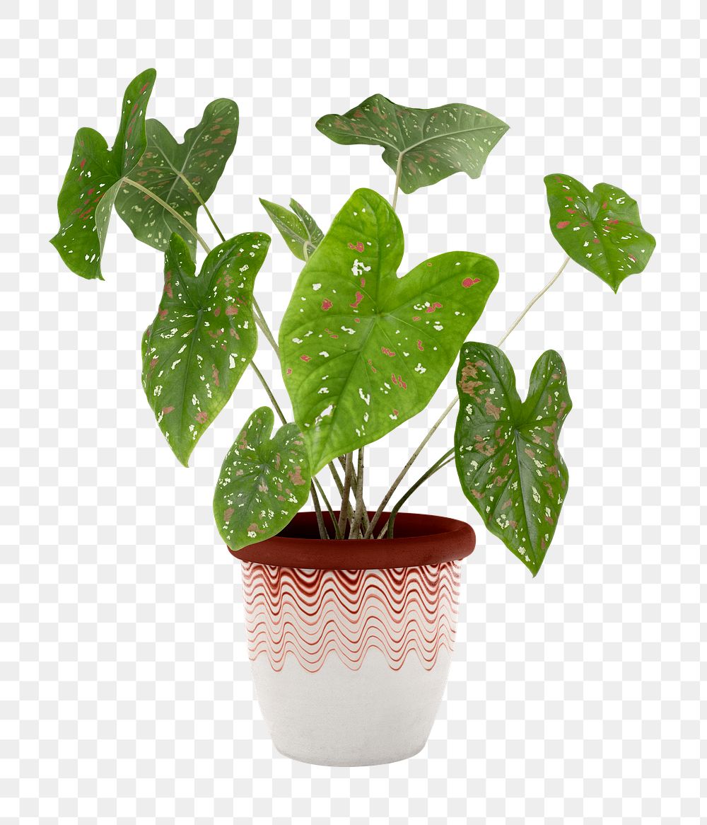 Caladium bicolor png potted plant, transparent background