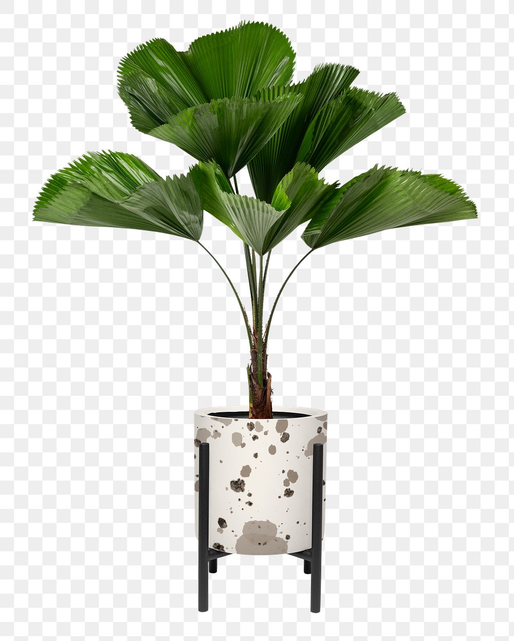 Ruffled leaf plant png mockup in a pot