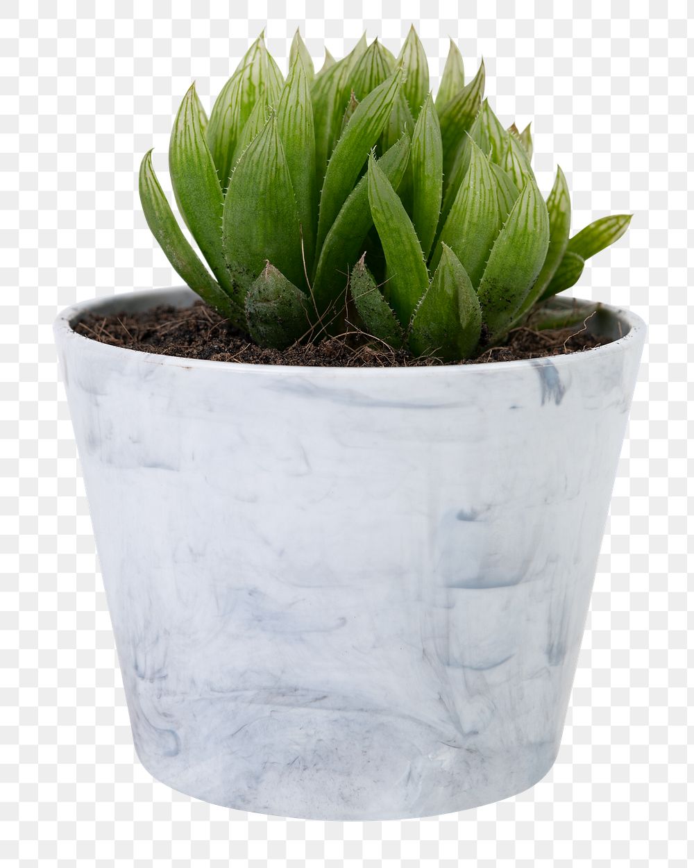 Succulent plant png mockup in a small gray pot