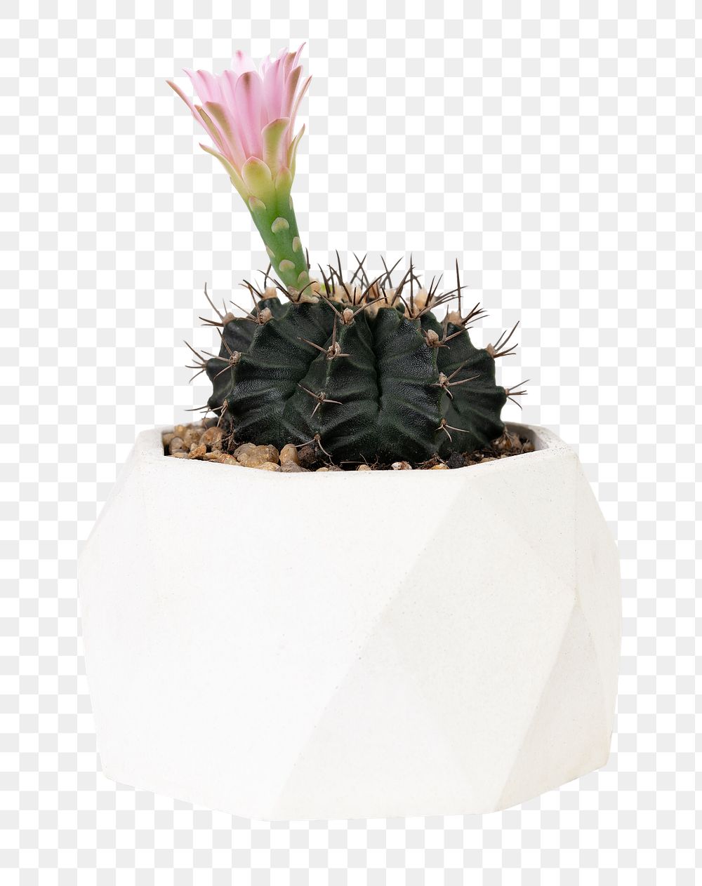Echinopsis cactus plant png mockup with pink flower