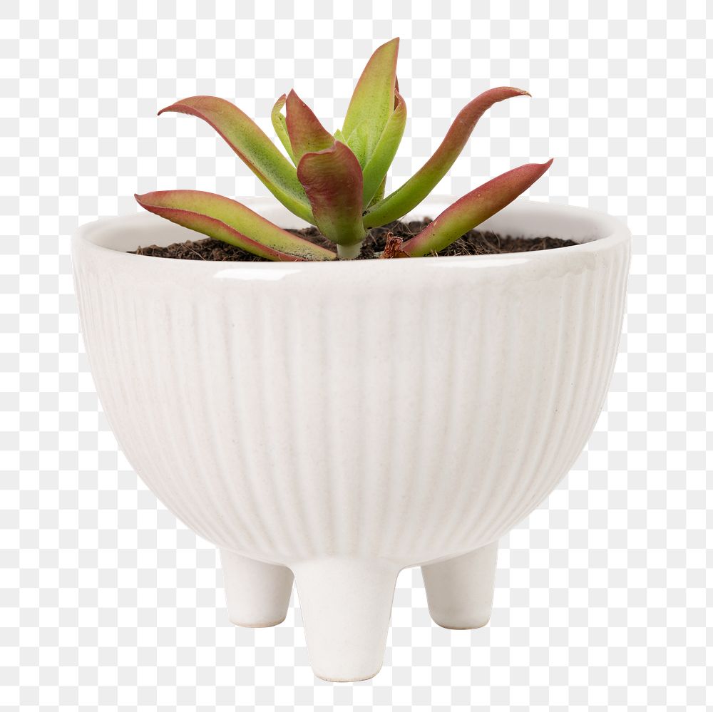 Small succulent plant png mockup in a white pot