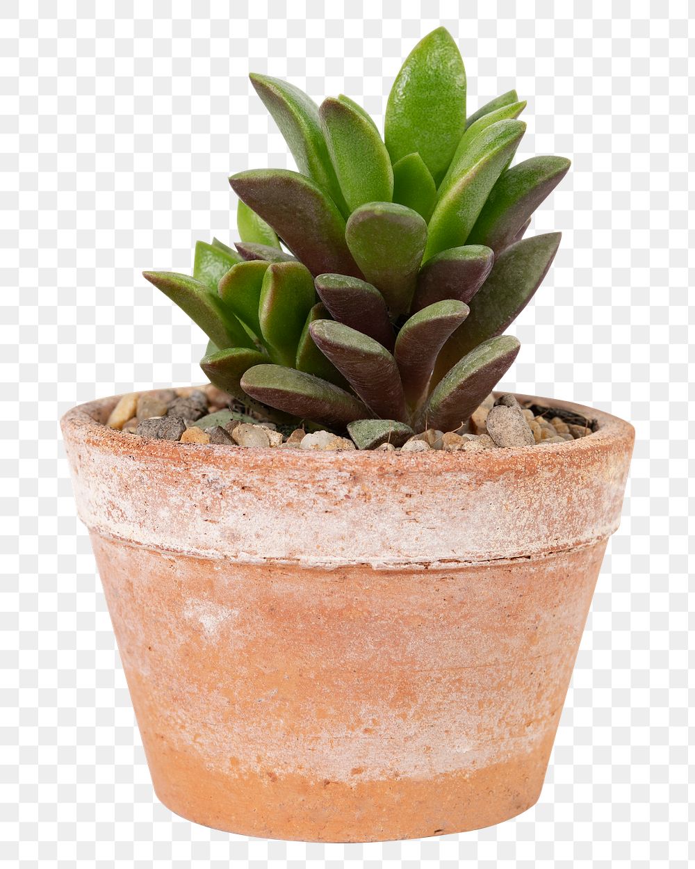 Succulent plant png mockup in a terracotta pot home decor object