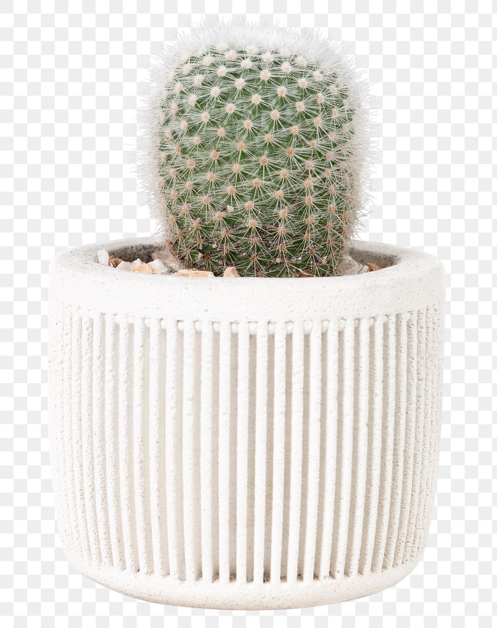 Small cactus plant png mockup in a white pot