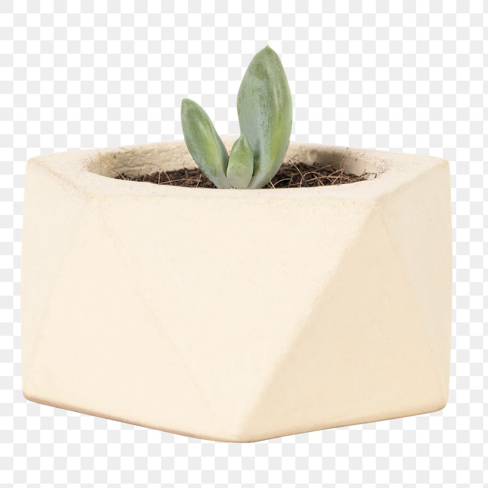 Succulent plant png mockup in a cute pot