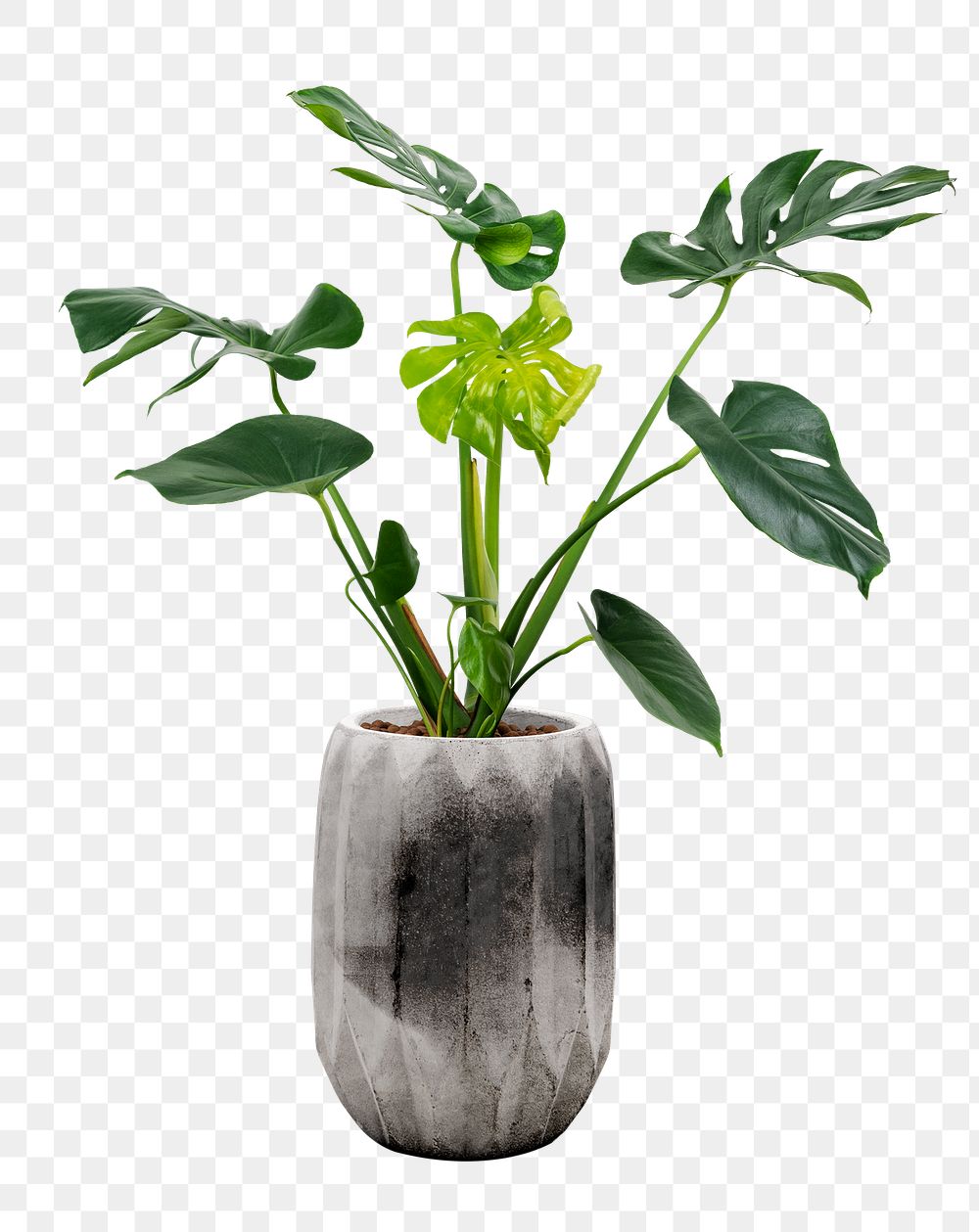 Monstera deliciosa plant png mockup in a pot