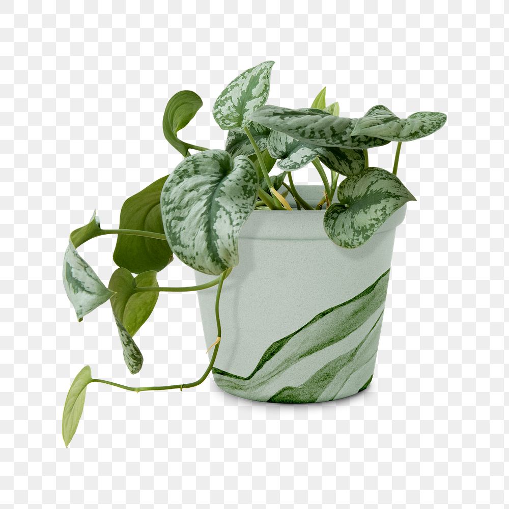 Pothos plant png mockup in a green painted pot