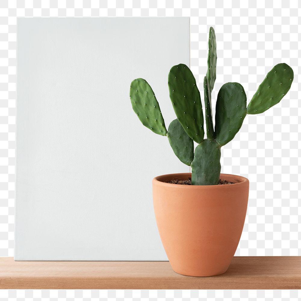 Canvas png mockup on a shelf with a cactus 