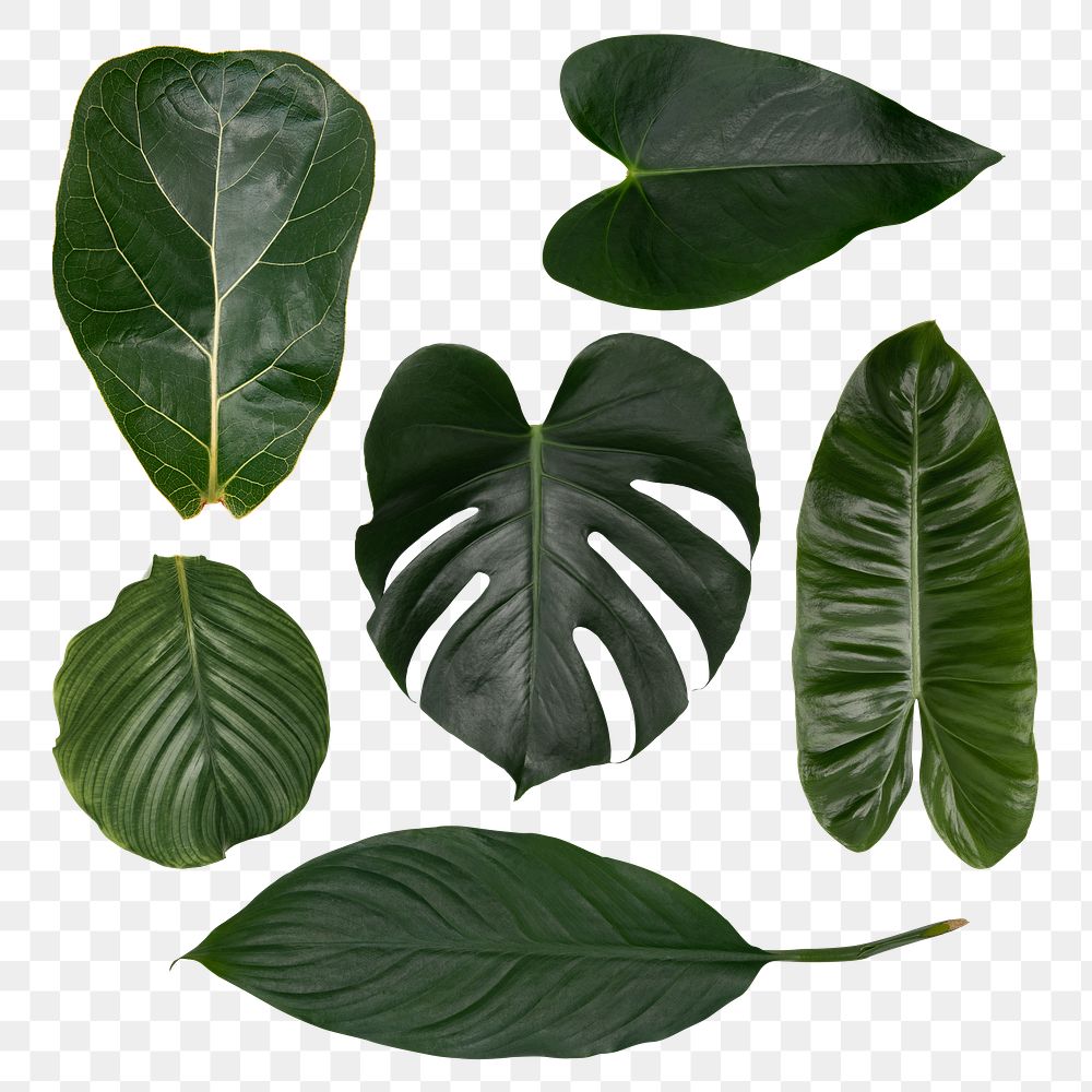 Green houseplant leaves png on transparent background 