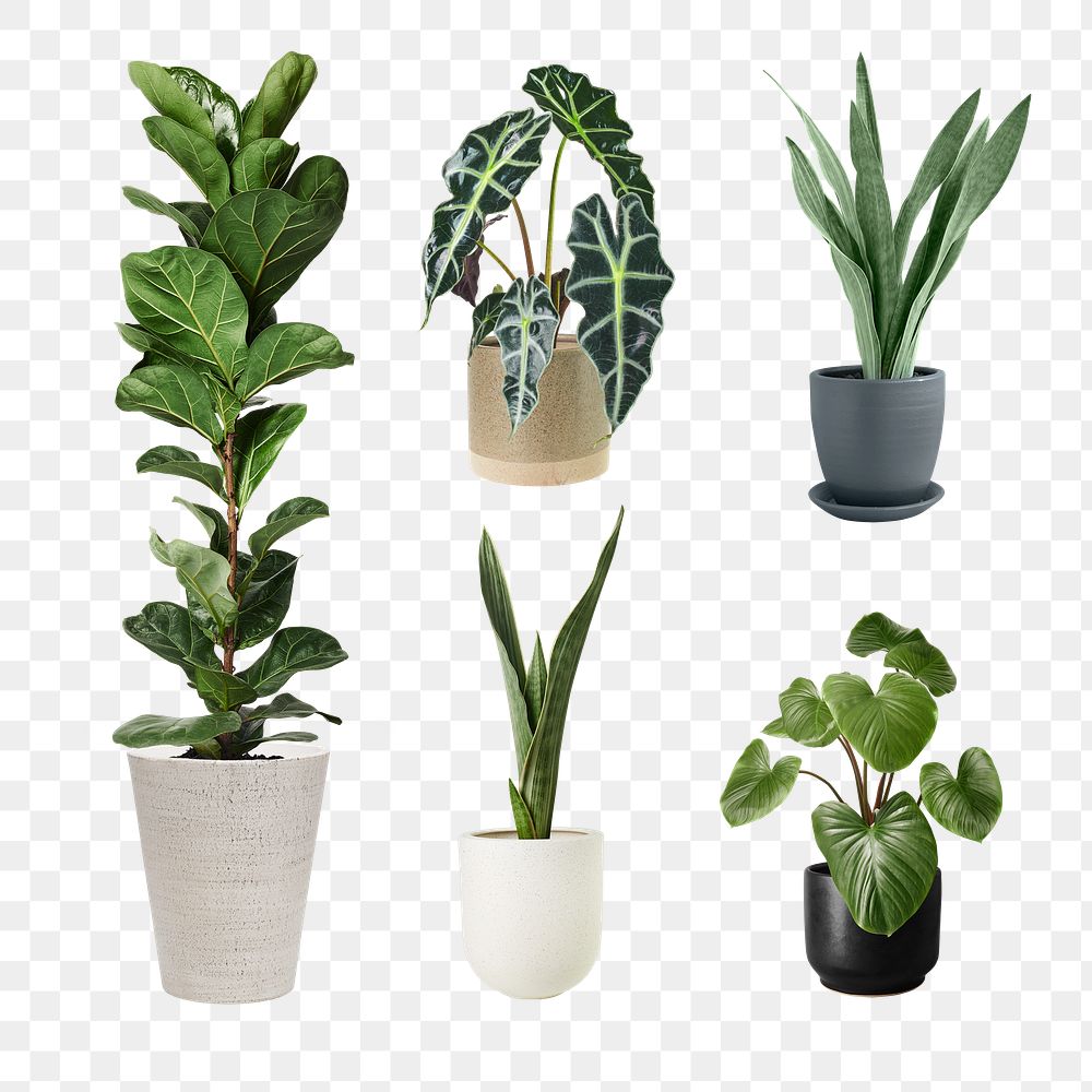 Mixed houseplant png mockup set