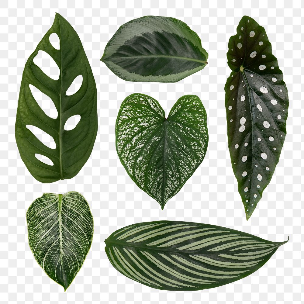 Green houseplant leaves png on transparent background 