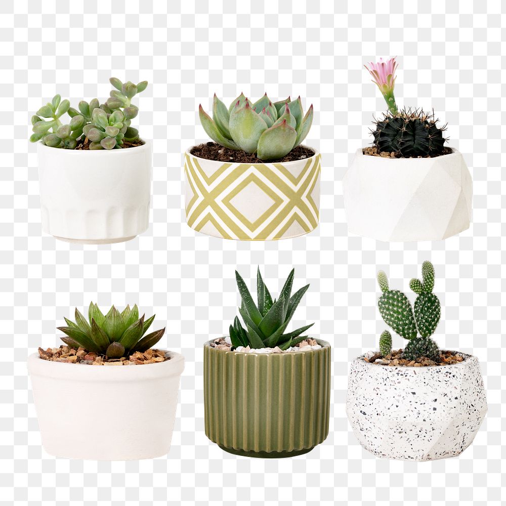 Mixed houseplant png mockup set