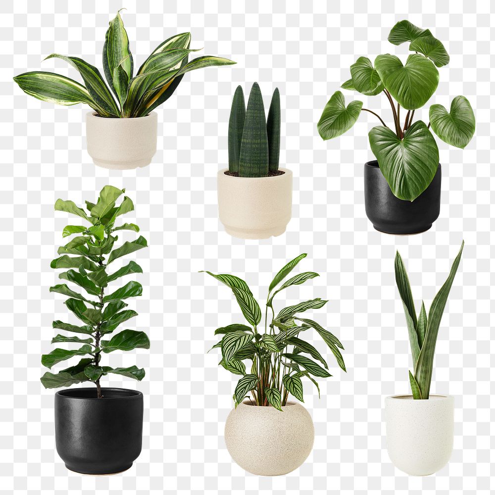 Mixed houseplant png mockup set