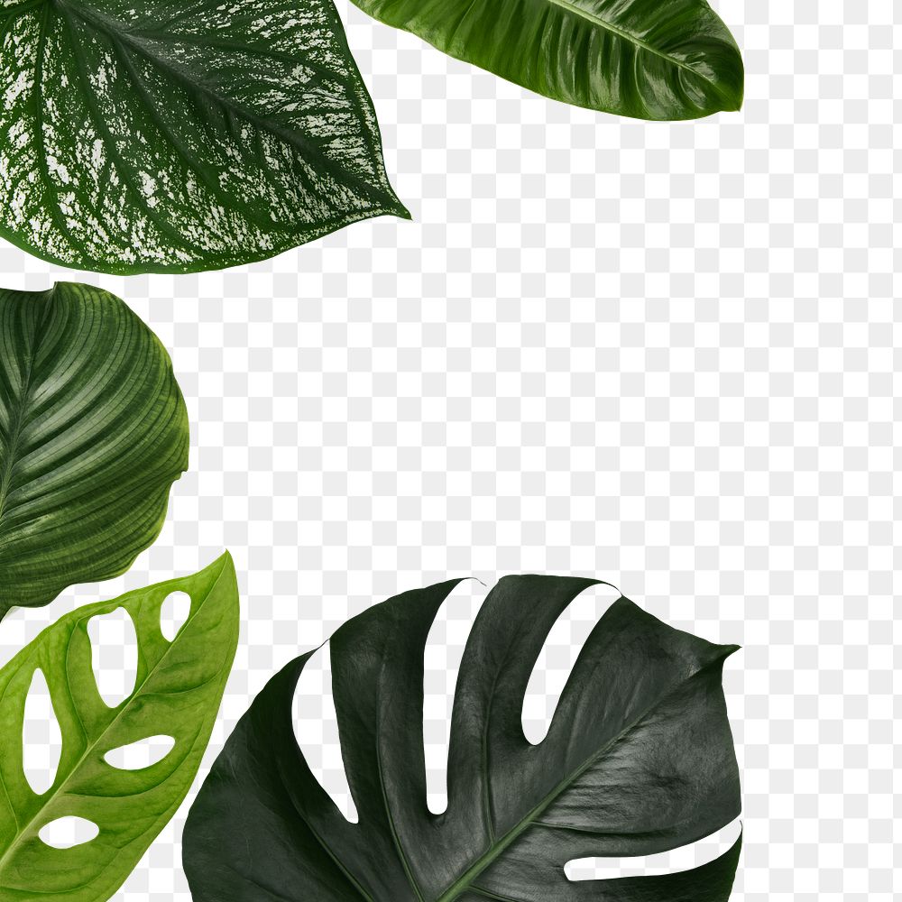 Green leaf png border frame