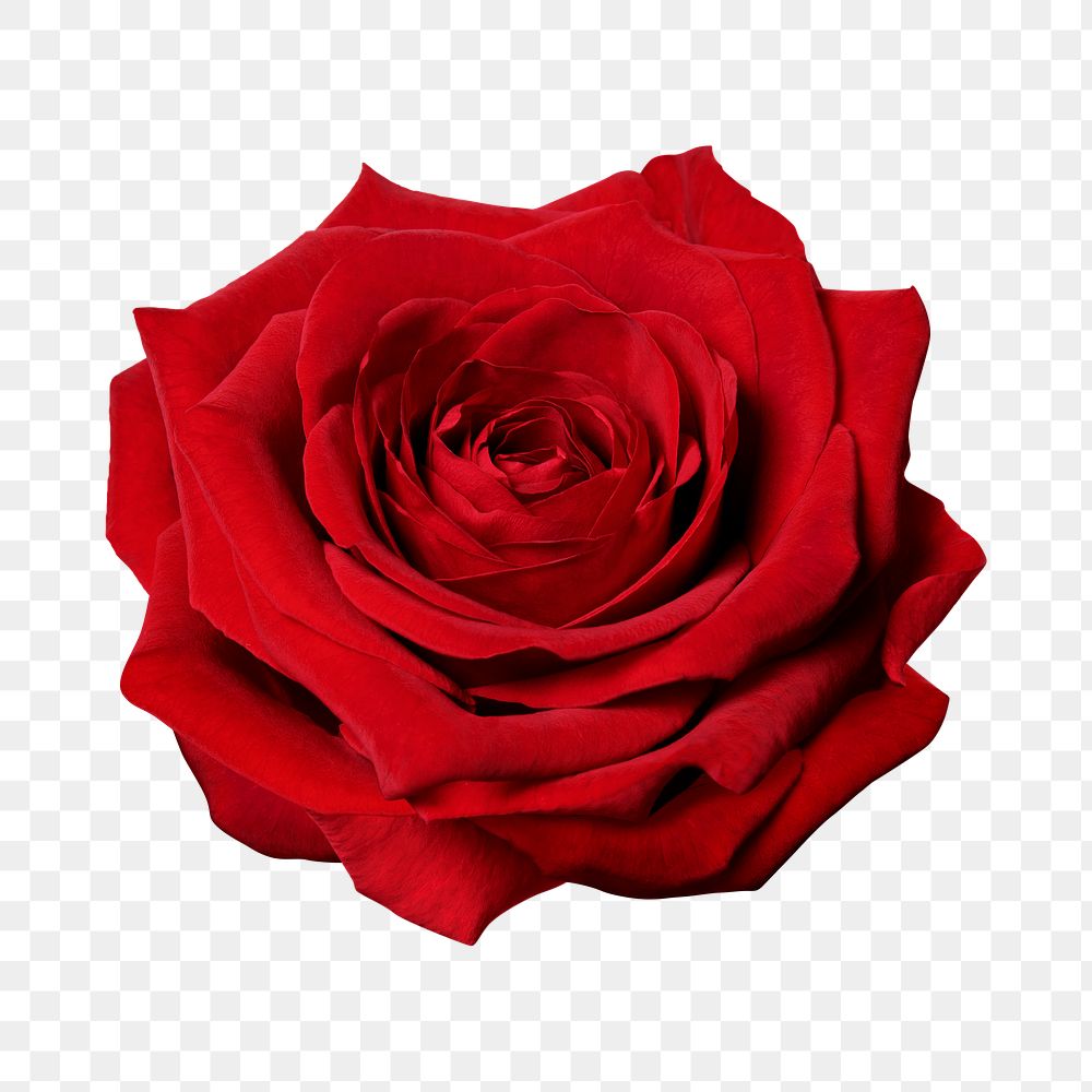 PNG red rose, valentine's flower sticker