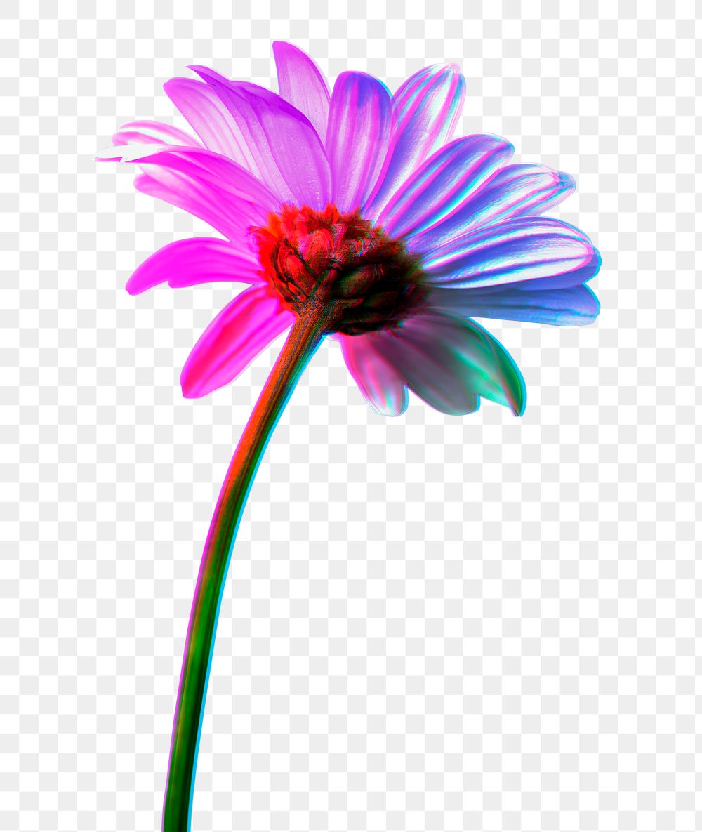 PNG colorful daisy flower sticker