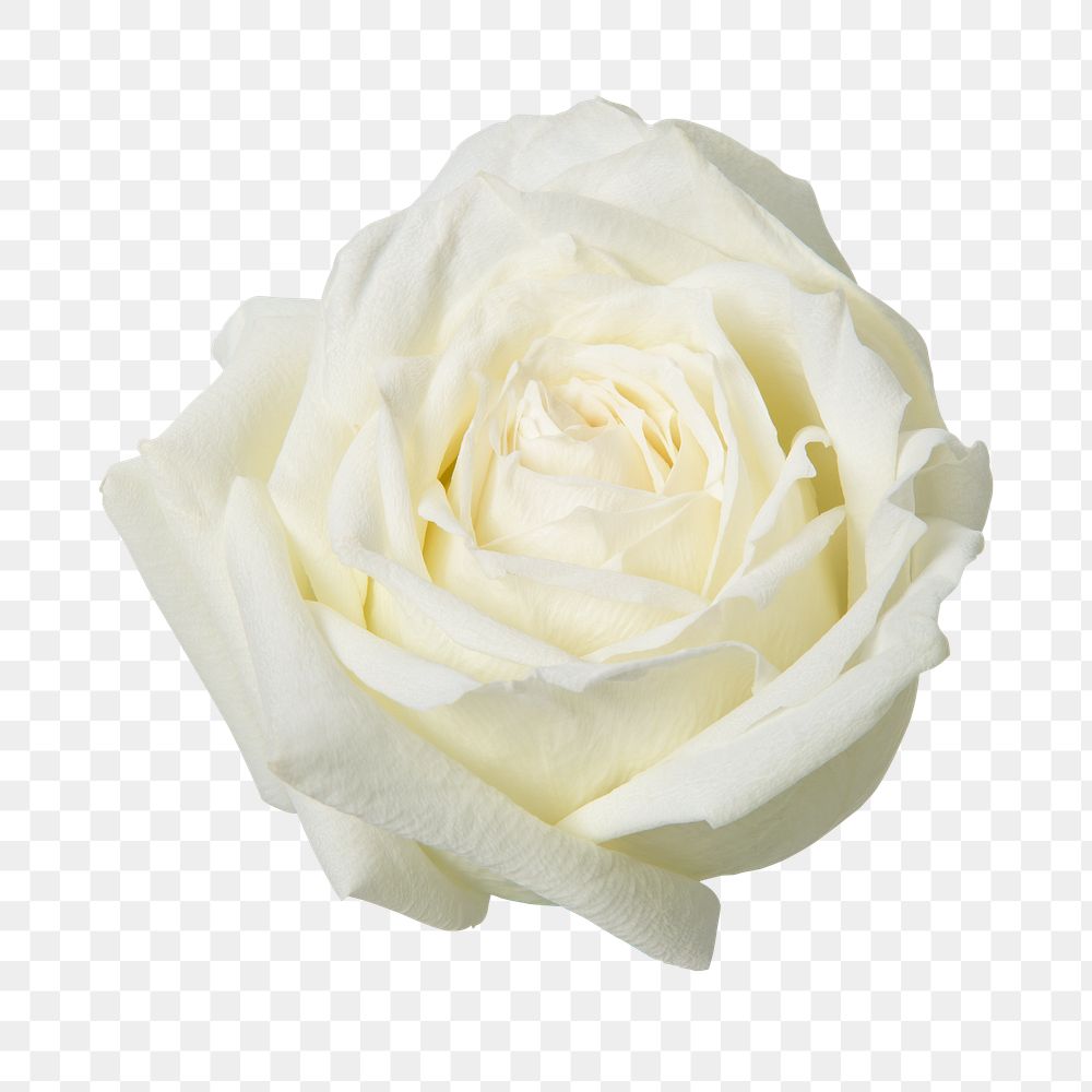 PNG white rose, flower sticker
