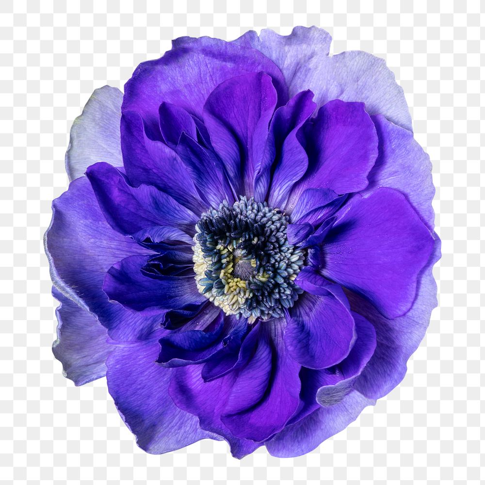 Purple anemone png flower sticker