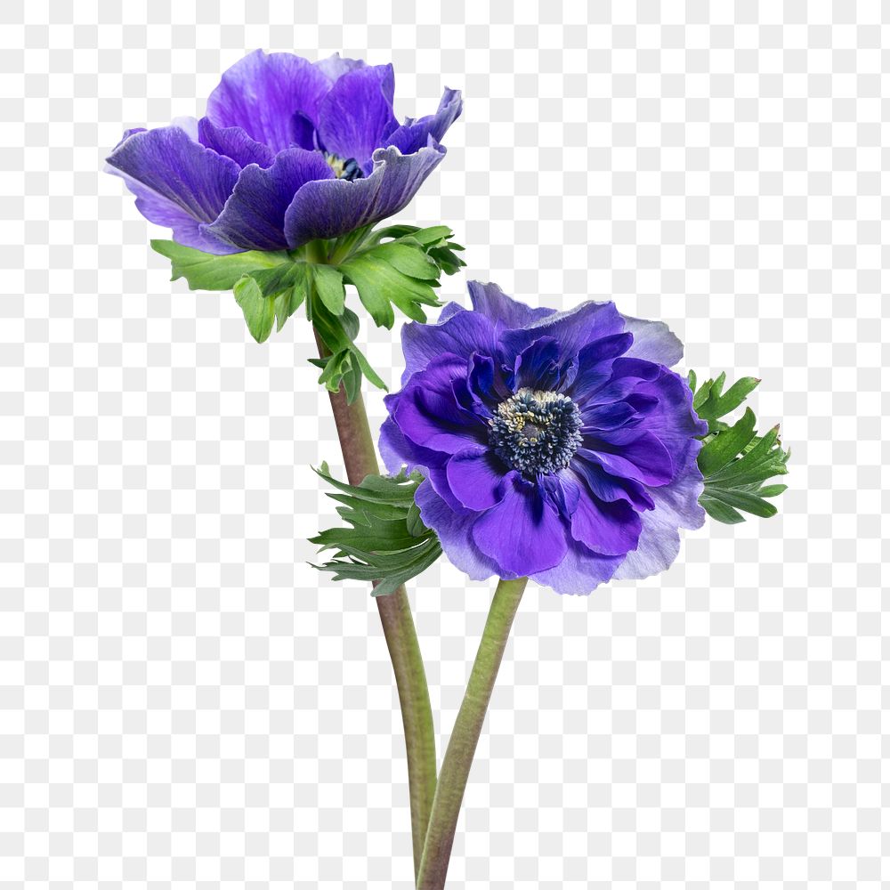 PNG purple anemone flower sticker