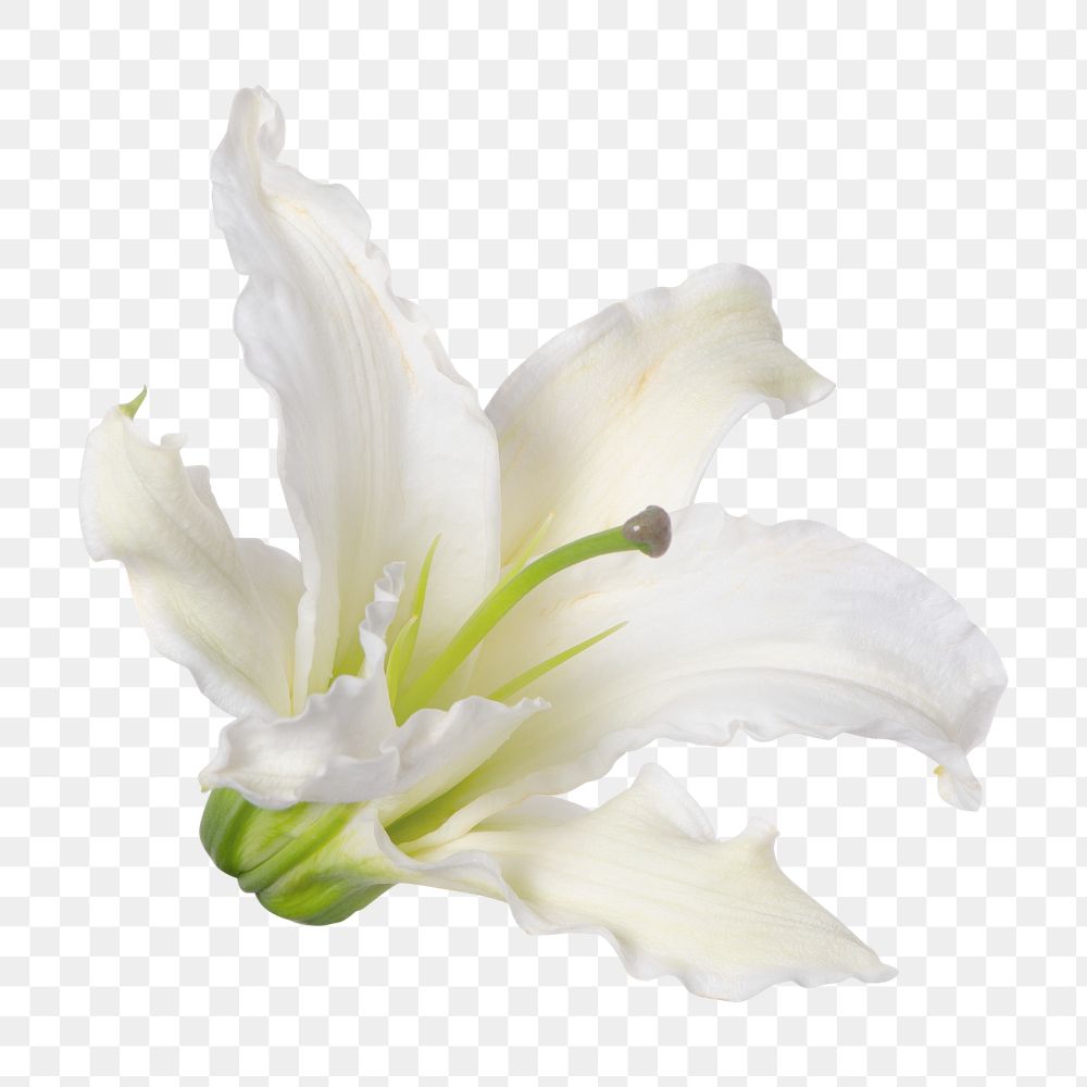 White lily png flower sticker