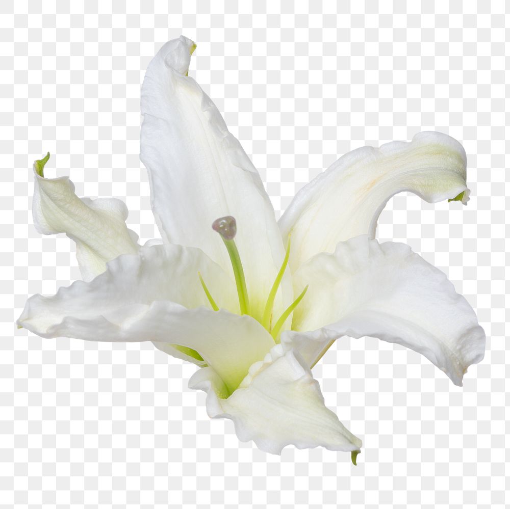 PNG white lily flower sticker