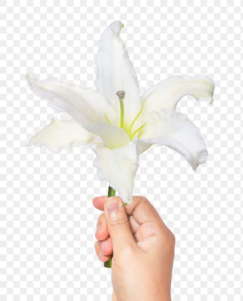PNG white lily, held by hand, collage element