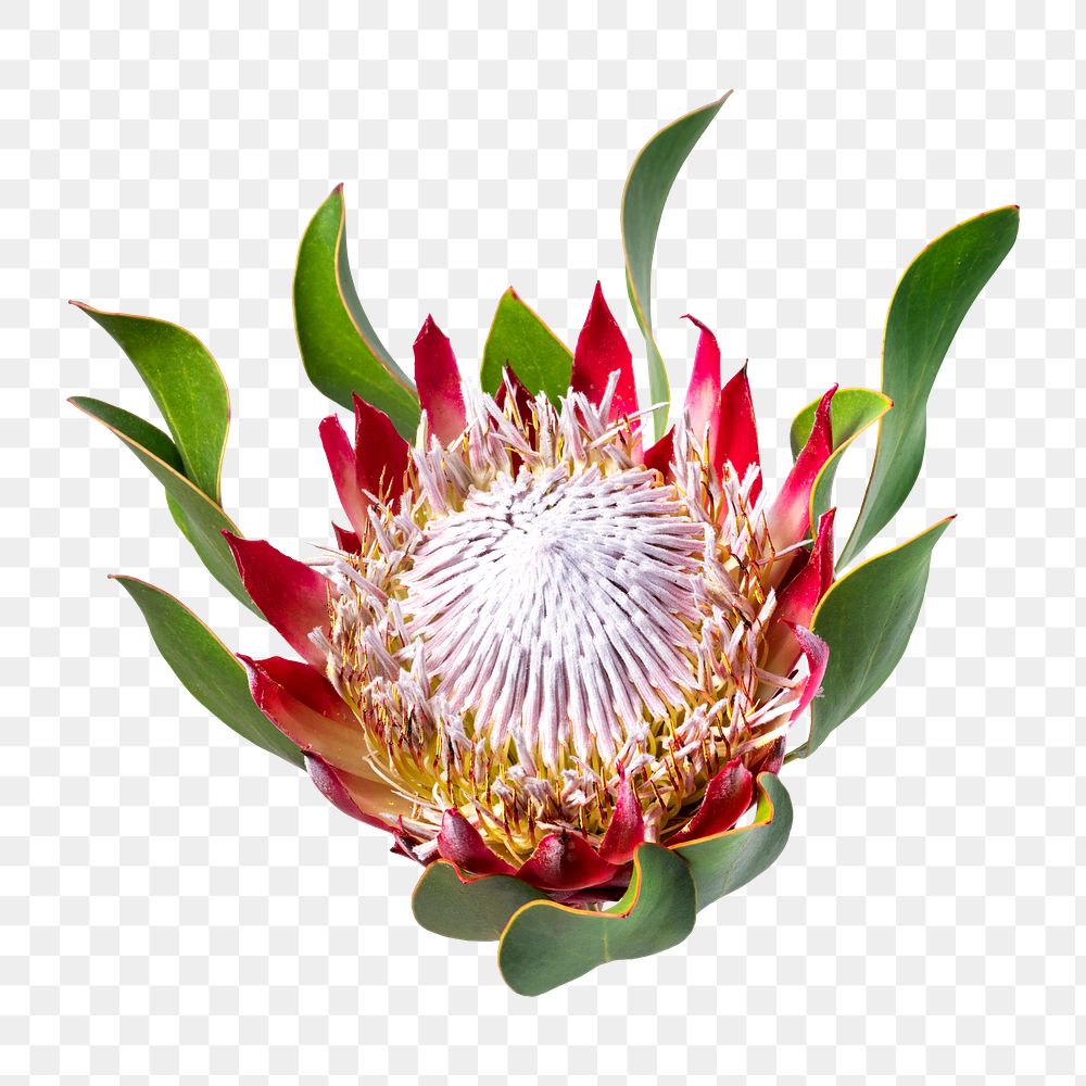 PNG king protea flower sticker
