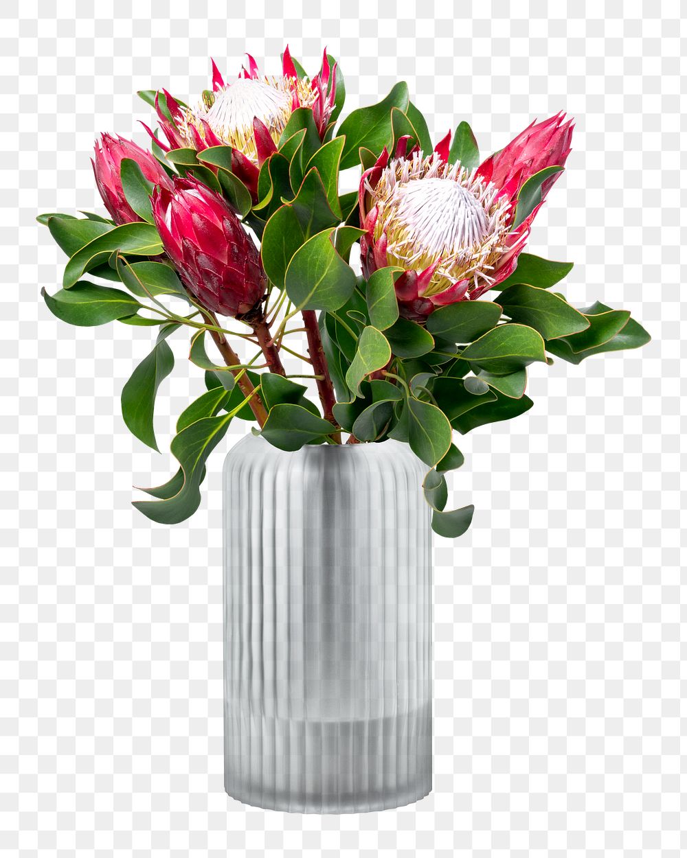 PNG king proteas bouquet, isolated object, collage element design