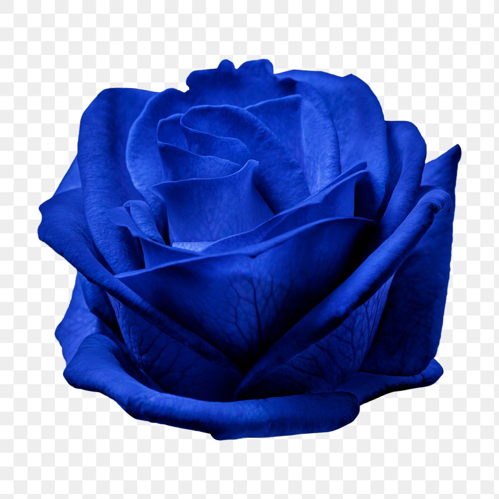 Blue rose png, flower sticker