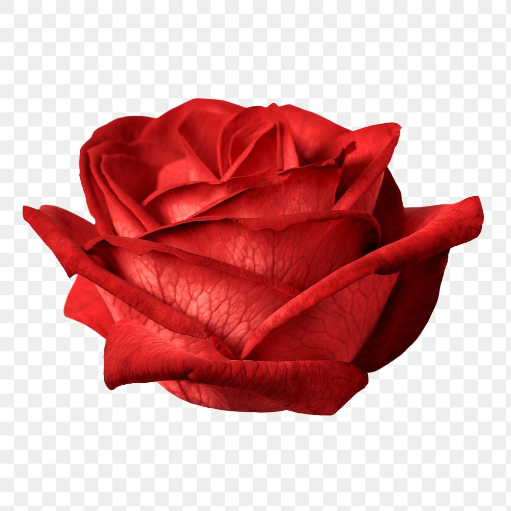 Red rose png, valentine's flower sticker