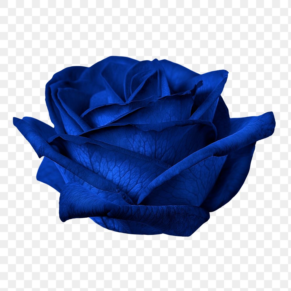 PNG blue rose, flower sticker