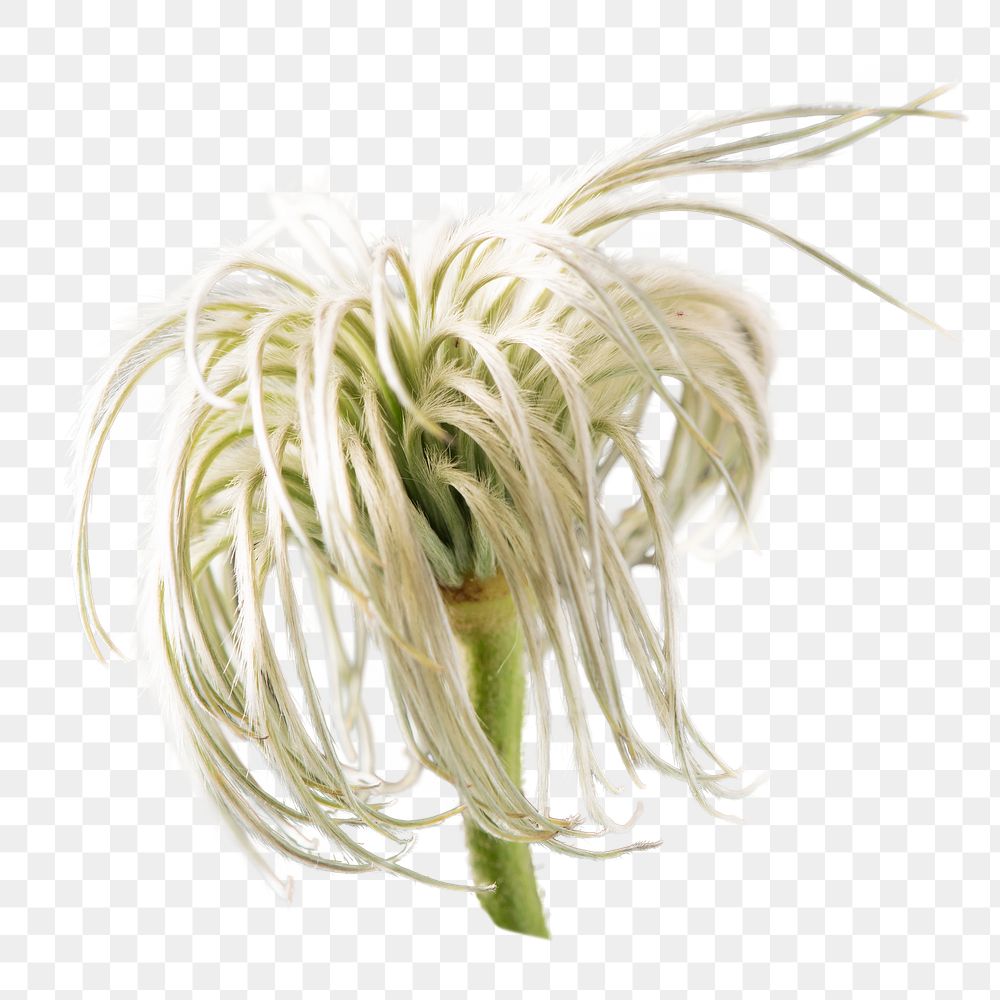 PNG clematis, white flower sticker