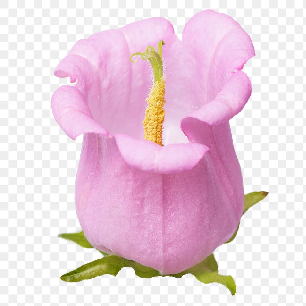 PNG pink campanula flower sticker