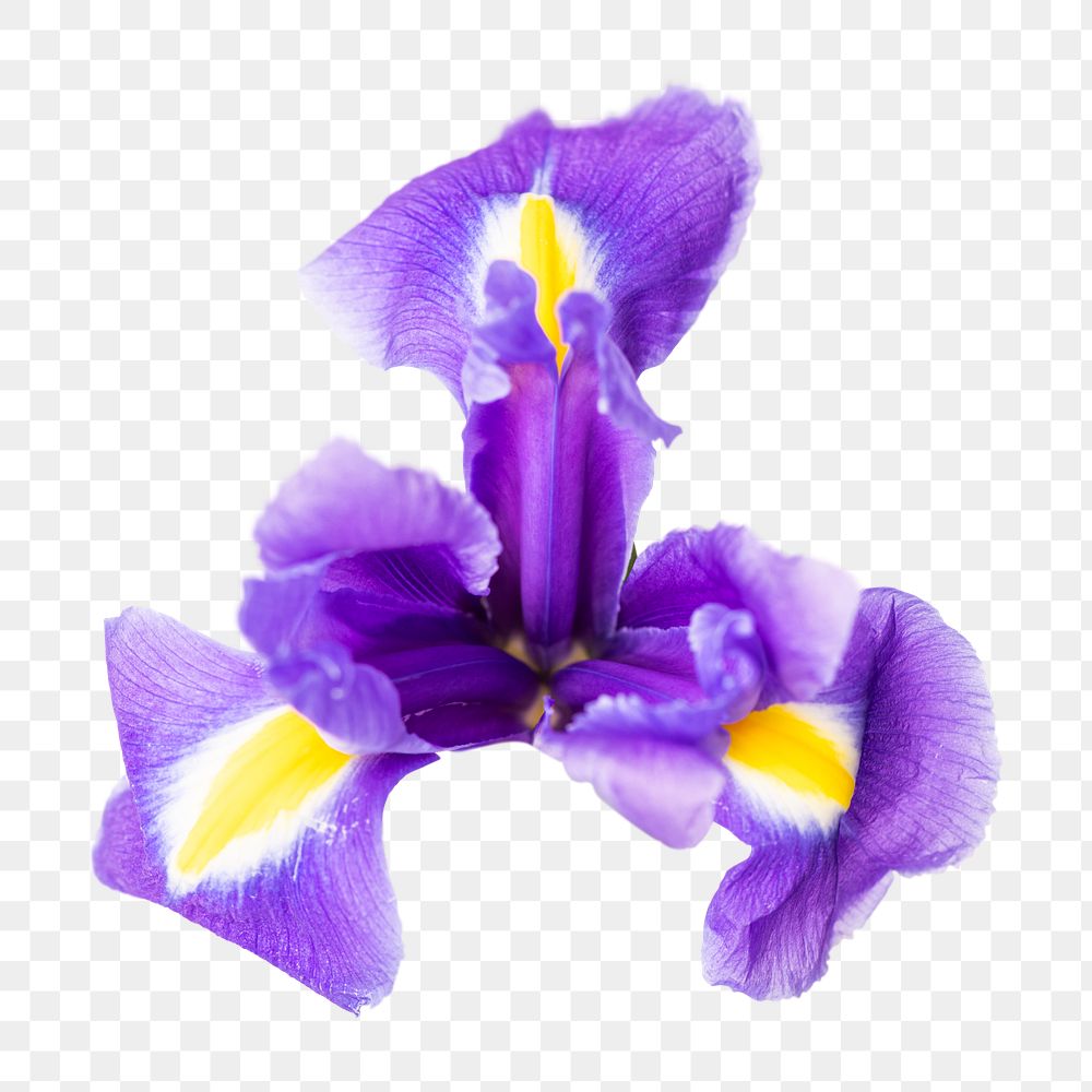 PNG Dutch iris, purple flower sticker