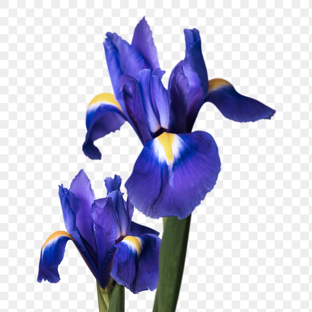 PNG Dutch iris, purple flower sticker