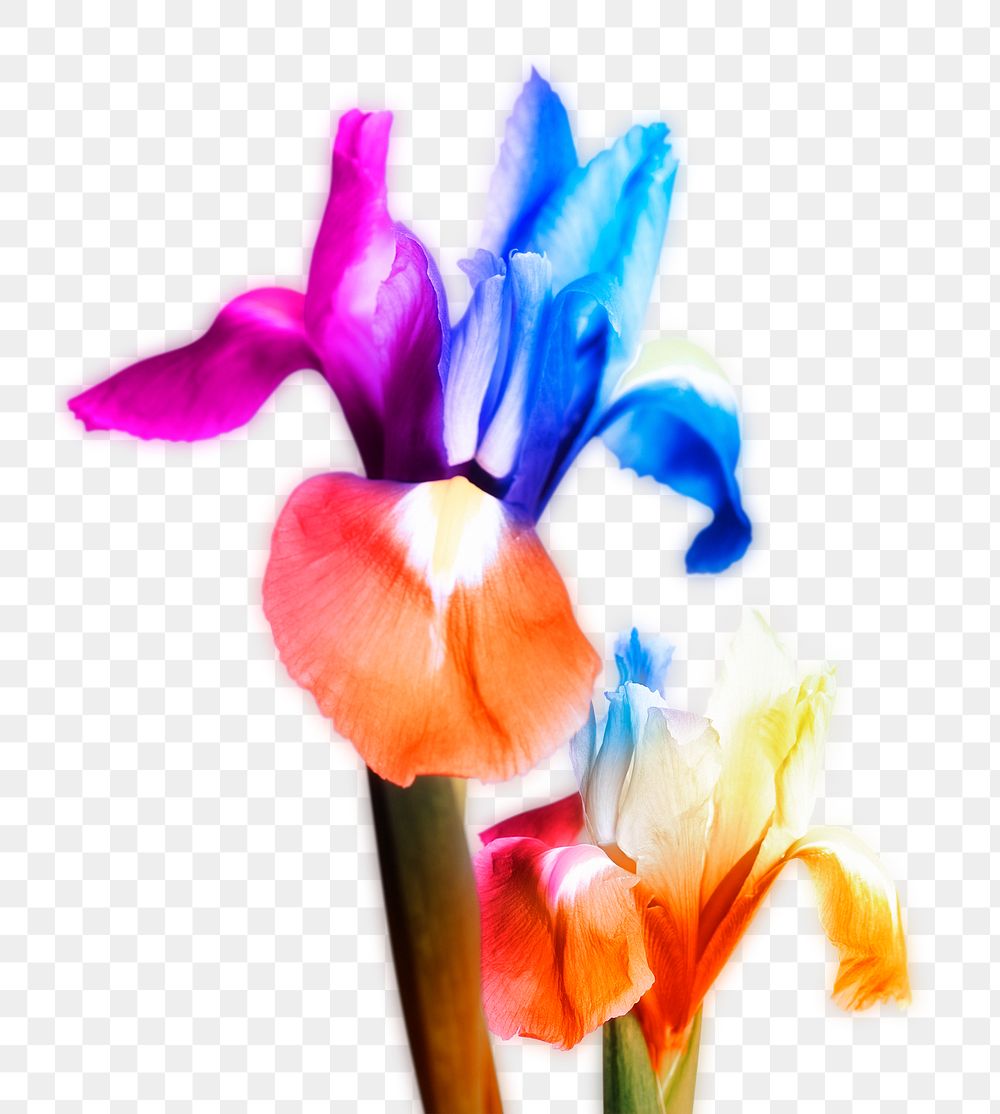 PNG colorful iris, flower sticker